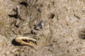 Fiddler crabs walking and lifting claw on mud in mangrove forest