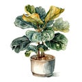 Fidle leaf fig, house plant in cute pot, clip art on white background, Generative AI Royalty Free Stock Photo