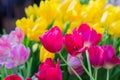 Fied of blooming tulips od pink, yellow and wjite colores