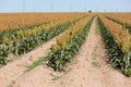 Fiel of grain sorghum or milo crop in West Texas Royalty Free Stock Photo