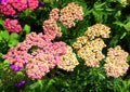 Achillea flowers blooming Royalty Free Stock Photo