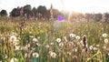 A field of aerial white dandelions on a background of herbs and wildflowers with copy space. Summer evening outside the city on a Royalty Free Stock Photo