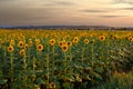 Field with agricultural crop plant sunflower in the evening sun