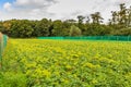 Field with  Alchemilla mollis used as cutflower Royalty Free Stock Photo