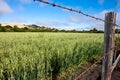 Field of alfalfa Royalty Free Stock Photo