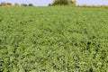 Field of the alfalfa covered with dew in sunny morning Royalty Free Stock Photo