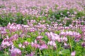 Field of alfalfa flowers also called lucerne