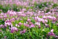 Field of alfalfa flowers also called lucerne