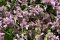 Field of puple alfalfa flowers.