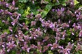 Field of puple alfalfa flowers in bloom.