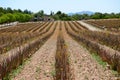 The field of Aloe vera in organic farm