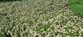 Field of amazing Flowers near Canada and US boarder