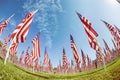 Field of American flags displayed on the honor of Veterans Day celebration Royalty Free Stock Photo