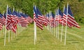 field of American flags waving in wind on Memorial Day weekend in Spring Royalty Free Stock Photo