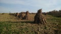 A field of Amish corn stack, haystack, harvest