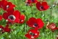 Field of Anemones Royalty Free Stock Photo