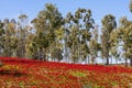 Field of Anemones