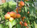 Field with apricot trees and a dirt path. Apricot orchard Royalty Free Stock Photo