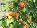 Field with apricot trees and a dirt path. Apricot orchard Royalty Free Stock Photo