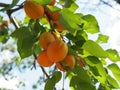 Field with apricot trees and a dirt path. Apricot orchard Royalty Free Stock Photo