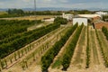 Field with apricot trees, apricot orchard.