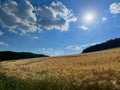 Field arable with cultivated grain