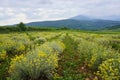 A field of aromatic herbs.immortelle plants