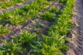 A field with arugula or rocket before harvesting Royalty Free Stock Photo