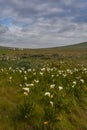 Field with arum lilies