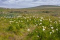 Field of arum lilies Royalty Free Stock Photo