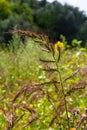 In the field, as weeds among the agricultural crops grow Echinochloa crus-galli