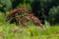 In the field, as weeds among the agricultural crops grow Echinochloa crus-galli