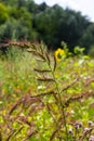 In the field, as weeds among the agricultural crops grow Echinochloa crus-galli Royalty Free Stock Photo