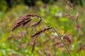 In the field, as weeds among the agricultural crops grow Echinochloa crus-galli Royalty Free Stock Photo