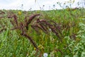 In the field, as weeds among the agricultural crops grow Echinochloa crus-galli Royalty Free Stock Photo