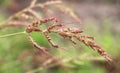 In the field, as weeds grow Echinochloa crus-galli