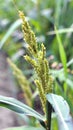 In the field, as weeds grow Echinochloa crus-galli