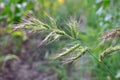 In the field, as weeds grow Echinochloa crus-galli