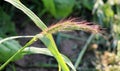 In the field, as weeds grow Echinochloa crus-galli Royalty Free Stock Photo