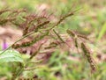 In the field, as weeds grow Echinochloa crus-galli Royalty Free Stock Photo