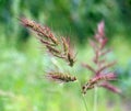 In the field, as weeds grow Echinochloa crus-galli Royalty Free Stock Photo