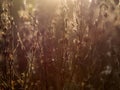 Field in autumn with deadwood, dried flower. Wilted nature before winter. Golden colors, shades of brown. Natural