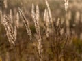 Field in autumn with deadwood, dried flower. Wilted nature before winter. Golden colors, shades of brown. Natural