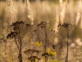 Field in autumn with deadwood, dried flower. Wilted nature before winter. Golden colors, shades of brown. Natural