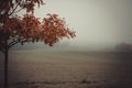 Field in the autumn with morning fog Royalty Free Stock Photo