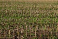 Maize stubbles