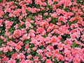 Field of azalea flowers Royalty Free Stock Photo