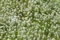 Field of baby breath flowers Royalty Free Stock Photo