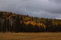 Field Backed By Yellow Aspen And Green Pine Trees. The Sky Is Full Of Gray Storm Clouds. Snowbowl, Flagstaff, Arizona.