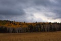 Field Backed By Yellow Aspen And Green Pine Trees. The Sky Is Full Of Gray Storm Clouds. Snowbowl, Flagstaff, Arizona.